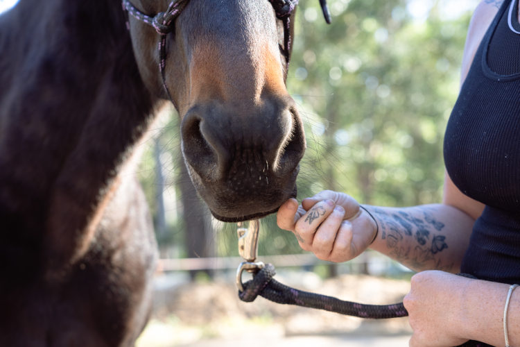 lady patting a horse's muzzle at Caspian Herd, Boyland Queensland
