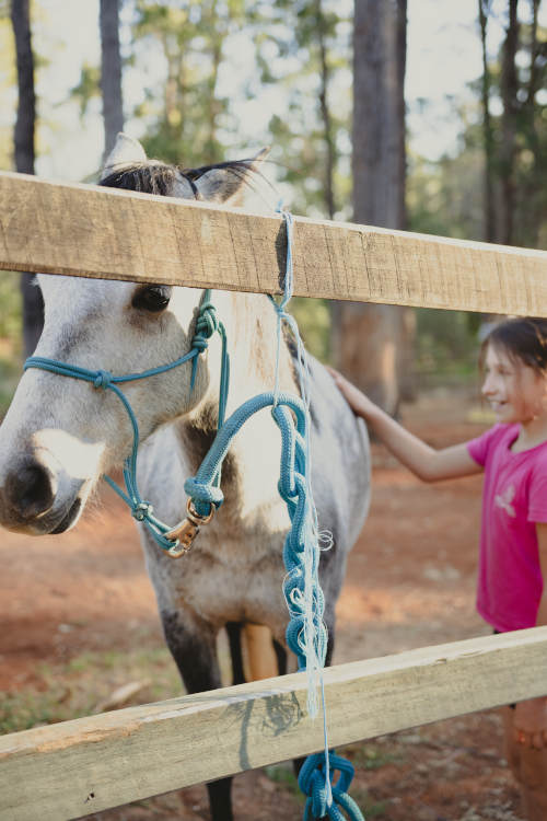 Young equine therapy student patting a white horse near Brisbane